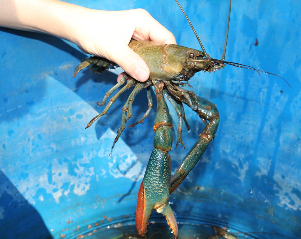 Photos - Growing Redclaw Crayfish (Cherax quadricarinatus ...